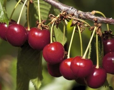 El Cerezo Picota prefiere estar el máximo de tiempo a plena exposición solar. A partir de mediados de mayo se pueden empezar a recolectar Cerezas. Las del Cerezo Picota carecen de rabo, son las de tamaño mayor y con el hueso más grande. Muy oscuras, dulces y jugosas.   Los Cerezos no precisan de grandes dosis de agua pero, en este caso, le pasa como con el frío y prefiere no tener que pasar por sequías prolongadas. Su porte y dureza de la madera le hace soportar el viento y las nevadas sin grandes problemas.  La flor de los Cerezos es blanca, aparece durante los meses de abril y mayo y antes de la aparición de las hojas. Dos meses después de la floración comienzan a desarrollarse las Cerezas.  Las diferentes variedades de Cerezos se distinguen por las características diferentes de las Cerezas. Puede variar su tiempo de maduración, el tacto y gusto de su pulpa y el grado de acidez de la Cereza.  Para poder disfrutar de los Cerezos es importante tener en cuenta el proceso de polinización e intentar que las especies cultivadas en tu huerto, jardín o terraza den las máximas Cerezas gracias a una adecuada elección. A continuación exponemos que especies polinizan a cada una de las variedades de Cerezo o son especies autofértiles.  Cerezos Burlat : Cerezos Napoleón - Cerezos Van - Cerezos Rainier - Cerezos Reverchon  Cerezos Lapins :  Autofértil  Cerezos Picota : Cerezos Stark - Cerezos Van